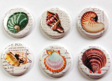 Seashell Mixture Set Of Six Magnets - Kelly's Handmade