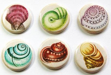 Seashell Set Of Six Magnets in Multi Colors - Kelly's Handmade