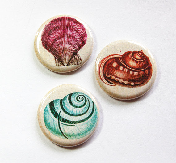 Seashell Set Of Six Magnets in Multi Colors - Kelly's Handmade