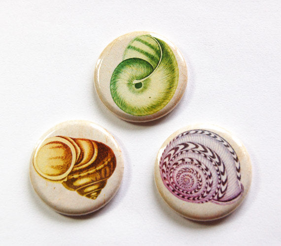 Seashell Set Of Six Magnets in Multi Colors - Kelly's Handmade